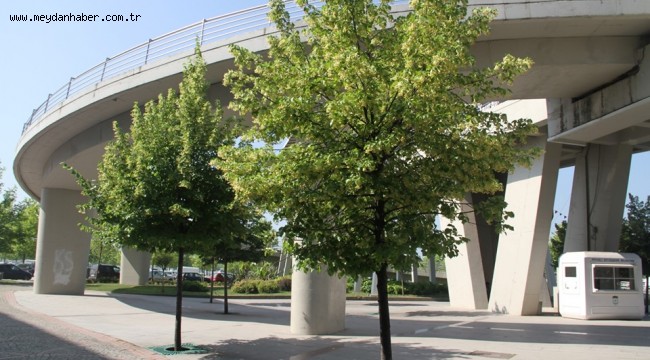 Kocaeli'yi ıhlamur ağaçlarının kokusu bürüdü