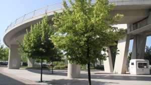 Kocaeli'yi ıhlamur ağaçlarının kokusu bürüdü