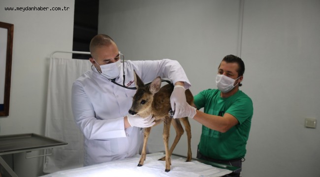 Ormanya, yaban hayvanlarına umut oluyor