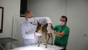 Ormanya, yaban hayvanlarına umut oluyor