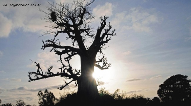 Senegal'de yüzlerce yıllık baobap ağacı kırılarak devrildi: 1 ölü