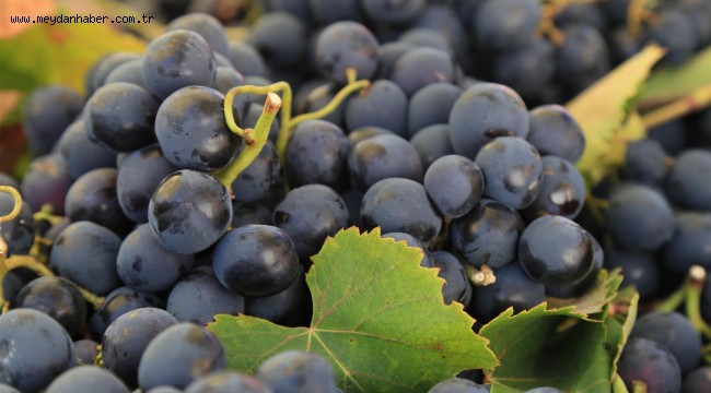 Şimdi hedef Avrupa!