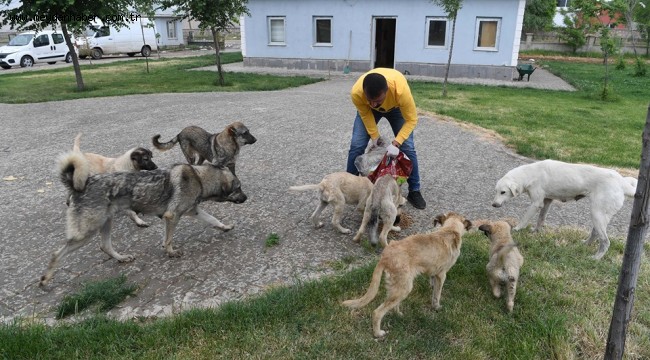 SOKAK HAYVANLARI MUŞ BELEDİYESİ İLE EMİN ELLERDE