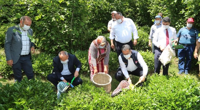 VONA ÇAYI ORTAR MARKASI İLE SATILACAK