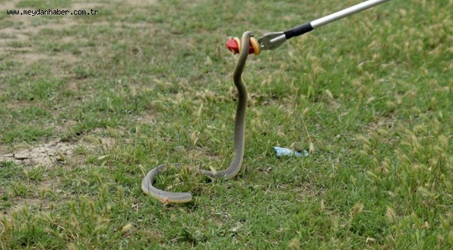 Yakalanan Yılanlar Doğaya Bırakılıyor