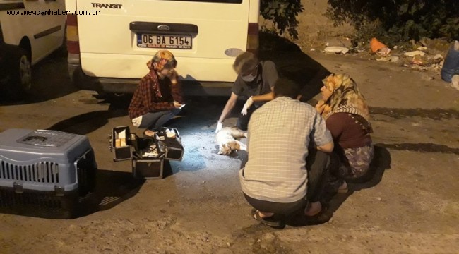 yaralı kediye müdahale