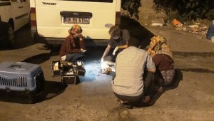 yaralı kediye müdahale