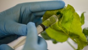 Yeşil bitki üzerinden Covid-19 aşı çalışması