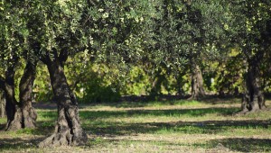  Boş tarla-Bakımsız bahçe kalmasın