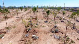 Bulgurca'yaYeni Orman Alanı