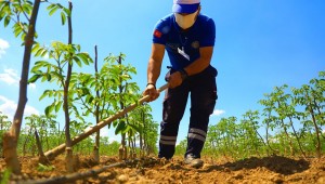 Büyükşehir'den Muğlalı Çiftçilere Ceviz Fidanı Desteği