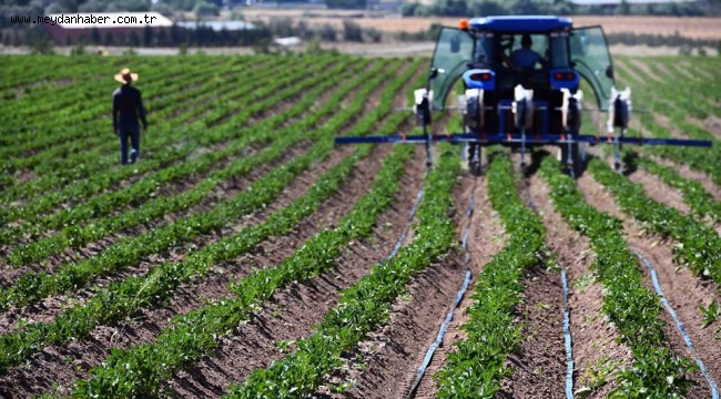 BÜYÜKŞEHİR'E AİT TARIM ARAZİLERİNDE HASAT İÇİN GERİ SAYIM BAŞLADI