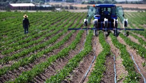 BÜYÜKŞEHİR'E AİT TARIM ARAZİLERİNDE HASAT İÇİN GERİ SAYIM BAŞLADI