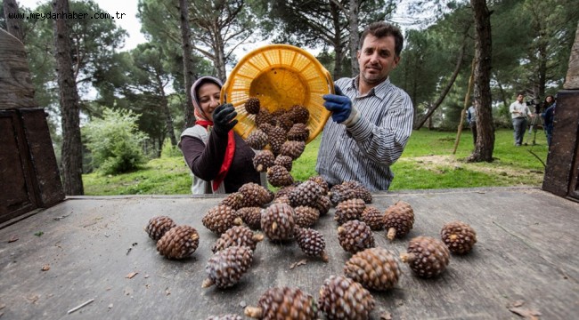 Büyükşehir fıstık çamı için yeniden kolları sıvadı