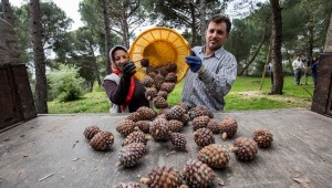 Büyükşehir fıstık çamı için yeniden kolları sıvadı