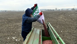 MACAR FİĞ TOHUMU DESTEĞİ İÇİN BAŞVURU REKORU