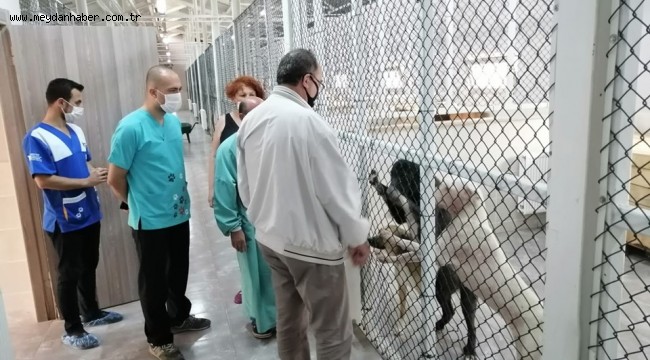 SOKAK HAYVANLARINI KISIRLAŞTIRMA İŞLEMLERİNE BAŞLADIK