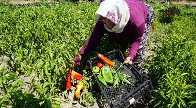 TARLADAN ÜRETİCİ PAZARINA