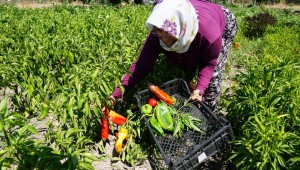 TARLADAN ÜRETİCİ PAZARINA