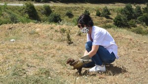 TEDAVİ EDİLEN SANSAR DOĞAYA BIRAKILDI