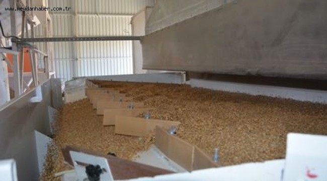 AKYURT BELEDİYESİ 856 TON TOHUM İŞLEDİ