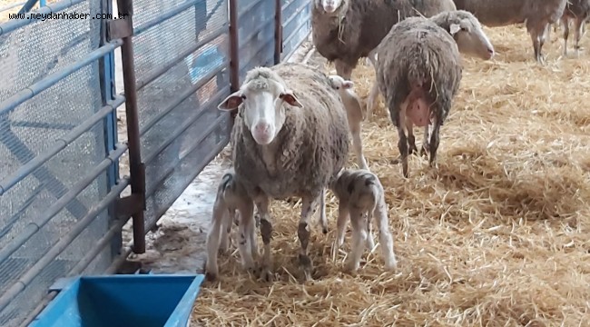 BBB, Balıkesir Kuzusu üretimini yaygınlaştıracak