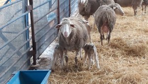 BBB, Balıkesir Kuzusu üretimini yaygınlaştıracak