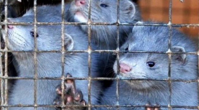 Hollanda'da vizon çiftlikleri COVID-19 sebebiyle kapanıyor