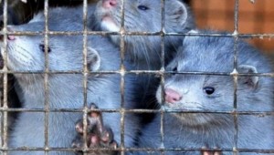 Hollanda'da vizon çiftlikleri COVID-19 sebebiyle kapanıyor