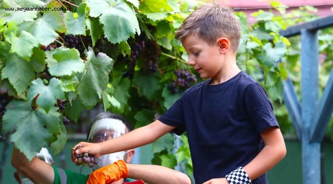 Minikler Üzüm Bağı'nda hasat yaptı