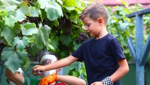 Minikler Üzüm Bağı'nda hasat yaptı