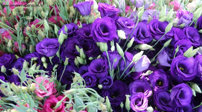 ORDU KESME ÇİÇEKTE DE ADINDAN SÖZ ETTİRECEK