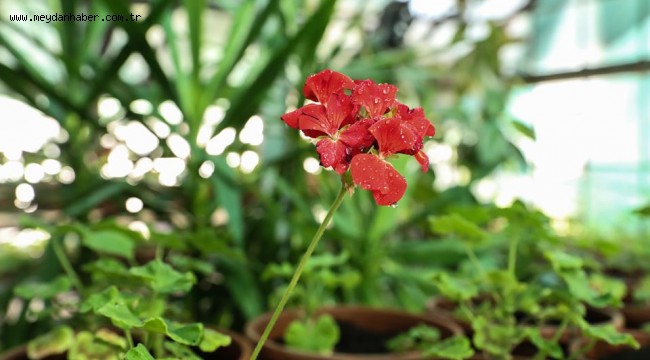 450 BİN MEVSİMLİK ÇİÇEK TOPRAKLA BULUŞTU