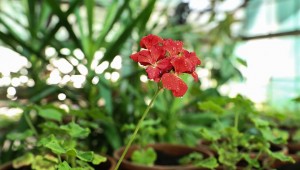 450 BİN MEVSİMLİK ÇİÇEK TOPRAKLA BULUŞTU