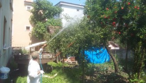 AMERİKAN BEYAZ KELEBEĞİ İLE MÜCADELE UYARISI