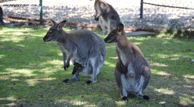 ​​AVUSTRALYA'YA GİTME, KEÇİÖREN'E GEL