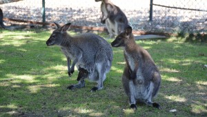 ​​AVUSTRALYA'YA GİTME, KEÇİÖREN'E GEL