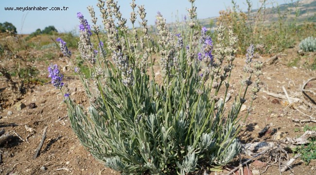 Bakanlıktan 'Mustafakemalpaşa Bal Ormanı'na onay