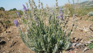 Bakanlıktan 'Mustafakemalpaşa Bal Ormanı'na onay