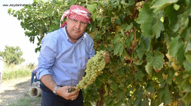 BAŞKAN ÇERÇİ BAĞDA ÜZÜM KESTİ, SERGİ YAPTI  