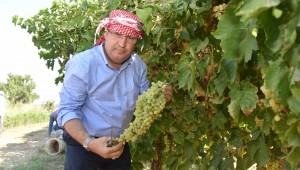 BAŞKAN ÇERÇİ BAĞDA ÜZÜM KESTİ, SERGİ YAPTI  