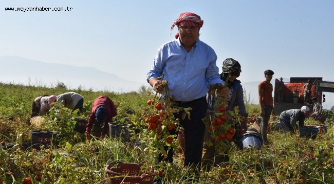 BAŞKAN ÇERÇİ DOMATES ÜRETİCİSİYLE BULUŞTU  