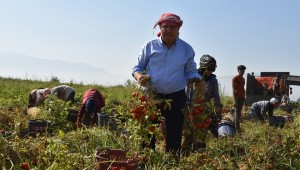 BAŞKAN ÇERÇİ DOMATES ÜRETİCİSİYLE BULUŞTU  