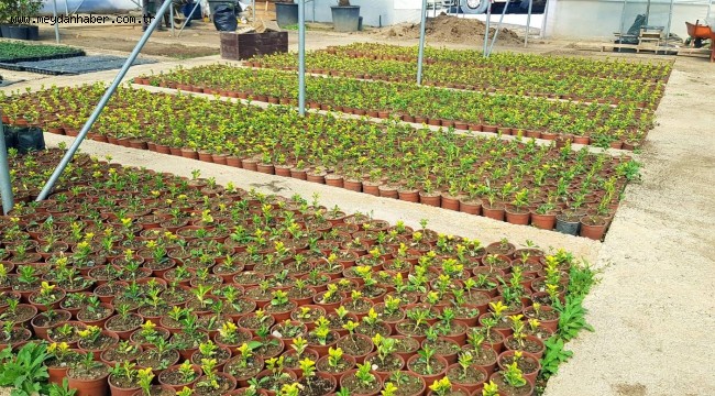 BAŞKAN EROĞLU: DAHA YEŞİL BİR TOKAT İÇİN HEDEFİMİZ 250 BİN ÇİÇEK