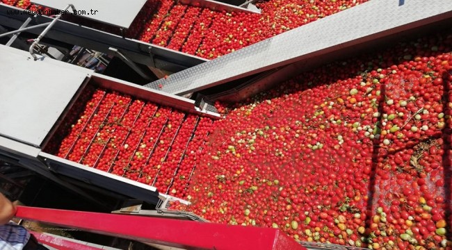 Bergama'da Salça Fabrikalarına Denetim