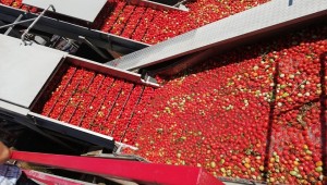 Bergama'da Salça Fabrikalarına Denetim