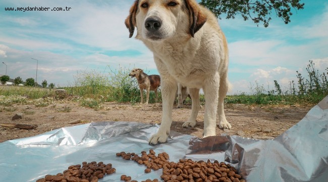 Bergama'da Sokak Hayvanları Sahipsiz Değil