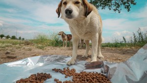 Bergama'da Sokak Hayvanları Sahipsiz Değil