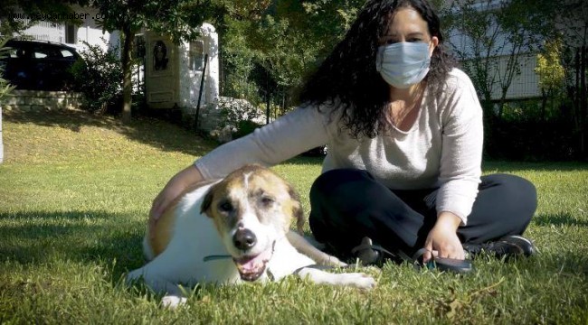 BEŞİKTAŞ BELEDİYESİ CAN DOSTLARI EFE'YE ÖZEL KAPI YAPTI