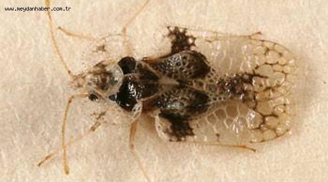 Böcek istilasına karşı Büyükşehir'den topyekün önlem